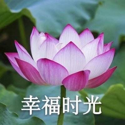 小米集结号捕鱼手机版下载